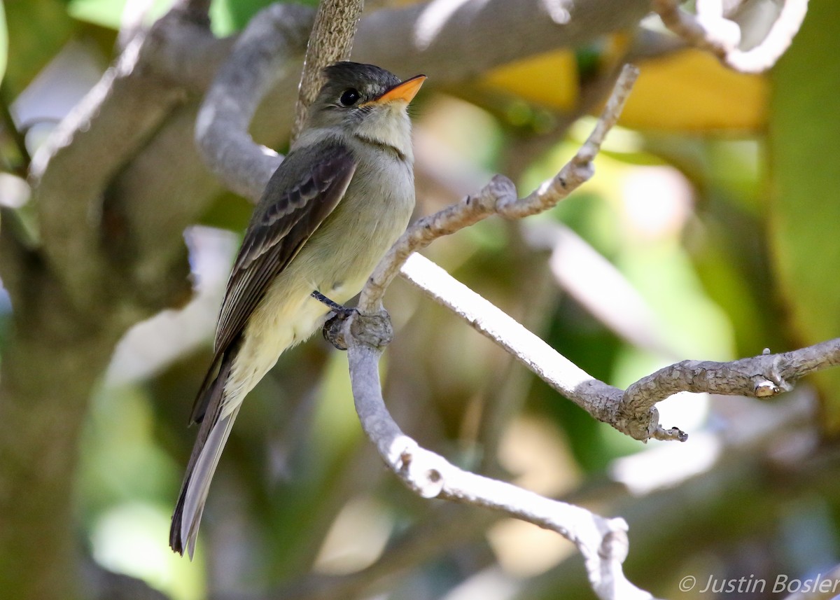 Greater Pewee - ML83208621