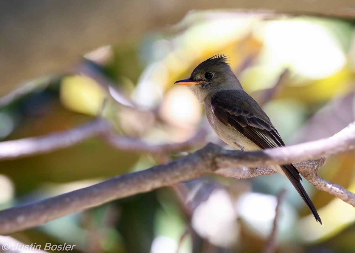 Greater Pewee - ML83208631