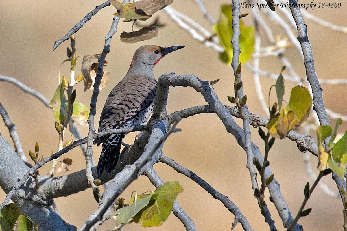 Northern Flicker (Yellow-shafted x Red-shafted) - Hans Spiecker