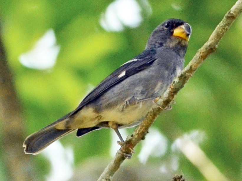 Dubois's Seedeater Also Know Papa Capim Perched Branch Species Sporophila  Stock Photo by ©f.calmon.me.com 616498706