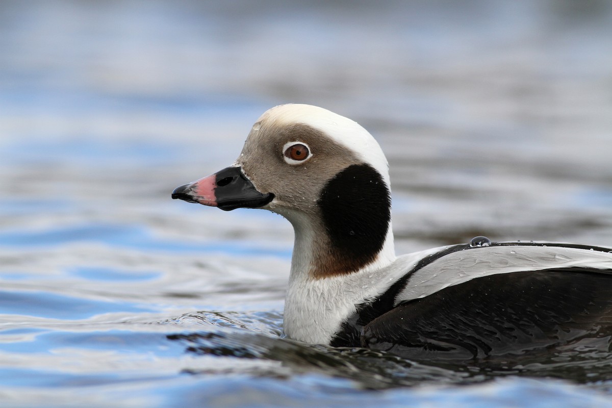 Long-tailed Duck - ML83213071