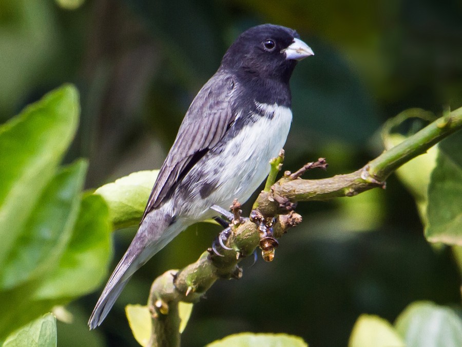 Papa-capim-cinza (Sporophila intermedia - Cabanis, 1851)