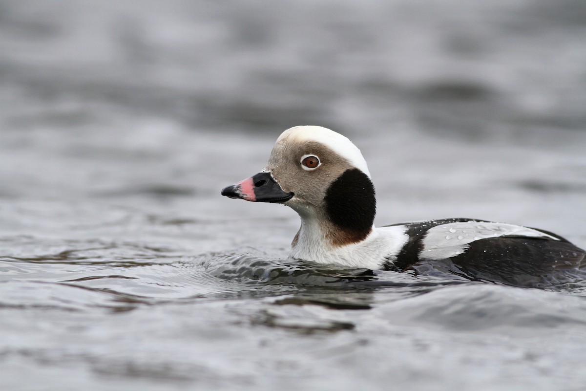Long-tailed Duck - ML83213611