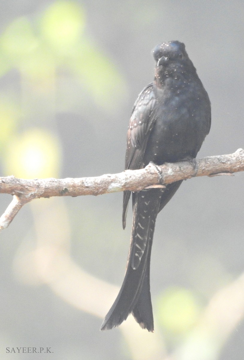 Fork-tailed Drongo-Cuckoo - Mohammed Sayeer