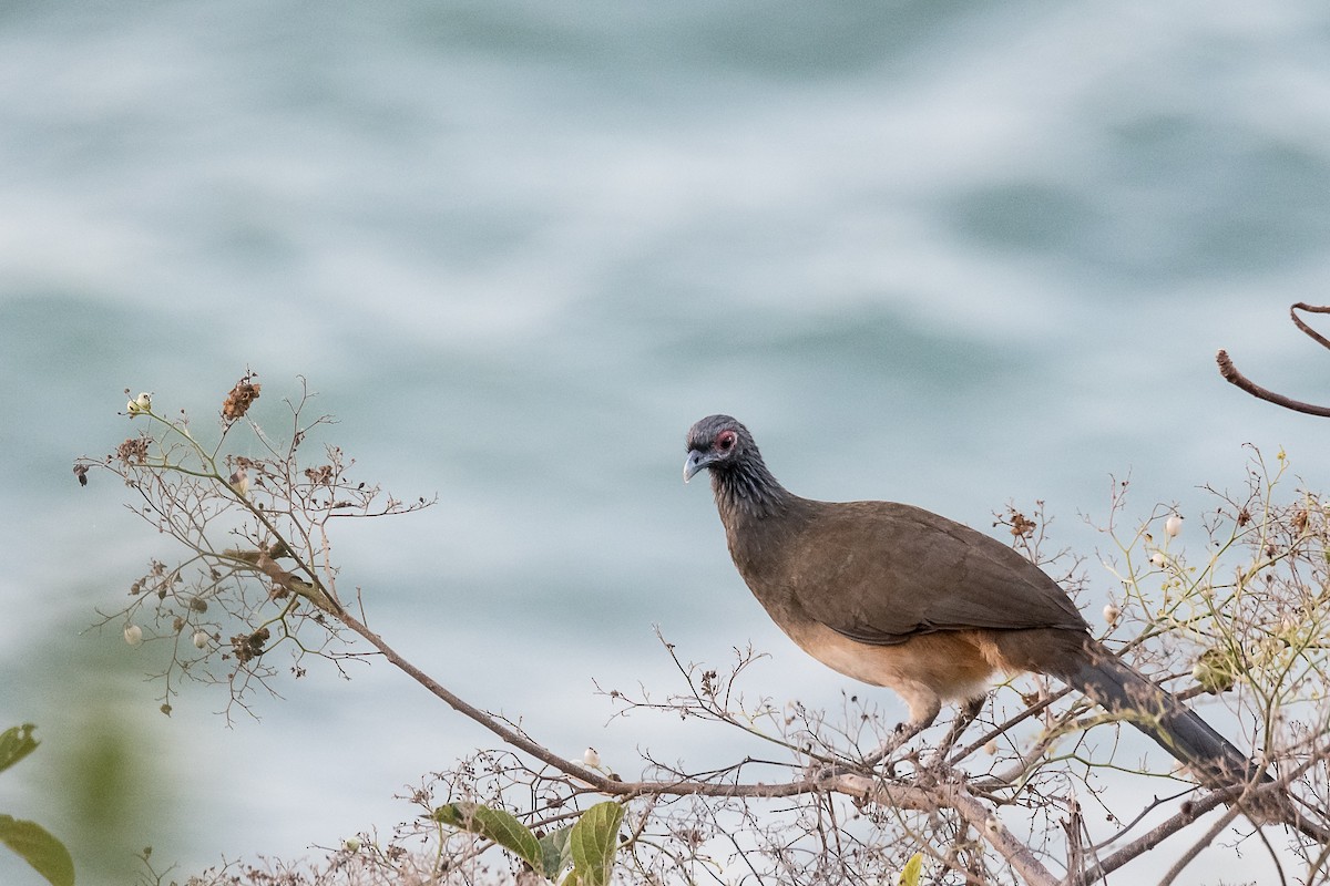 West Mexican Chachalaca - ML83217651