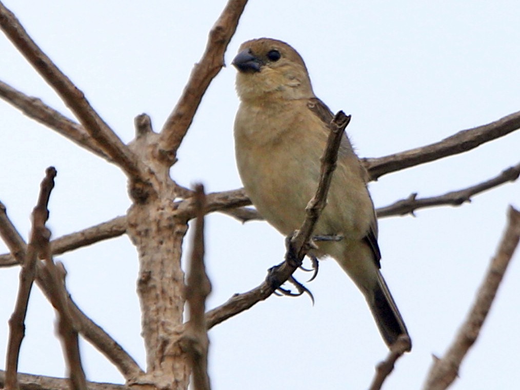 Pearly-bellied Seedeater - Ian Thompson