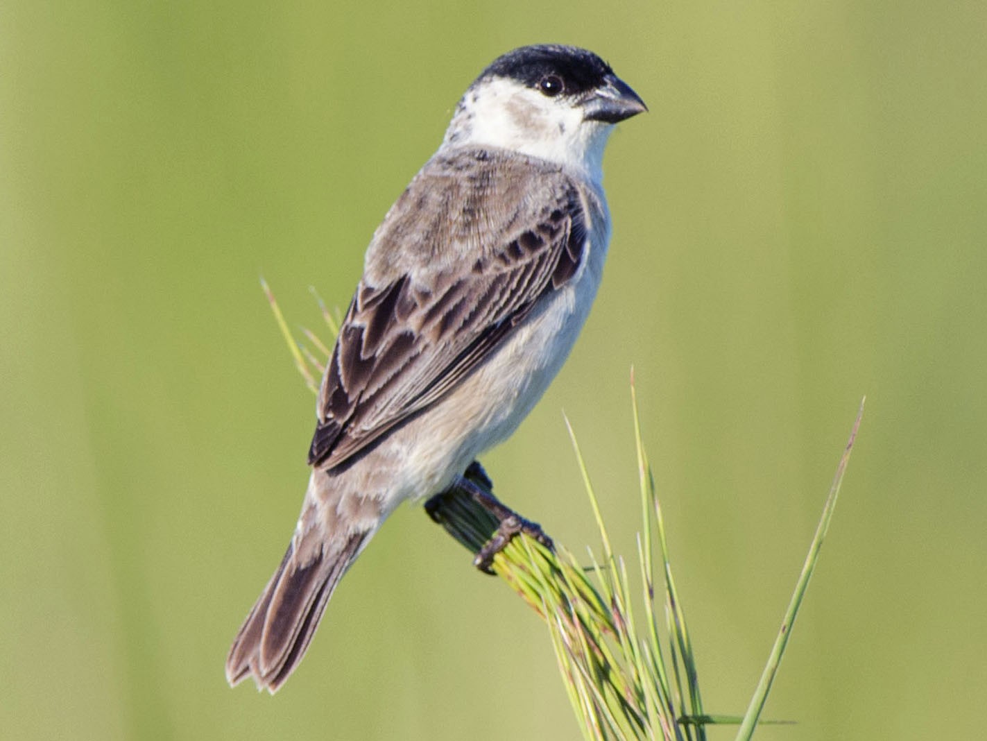 Pearly-bellied Seedeater - Adrian Eisen Rupp