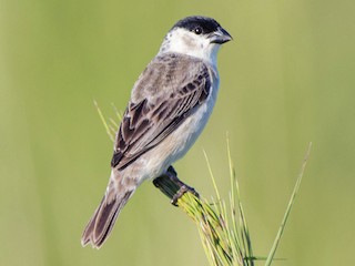 - Pearly-bellied Seedeater