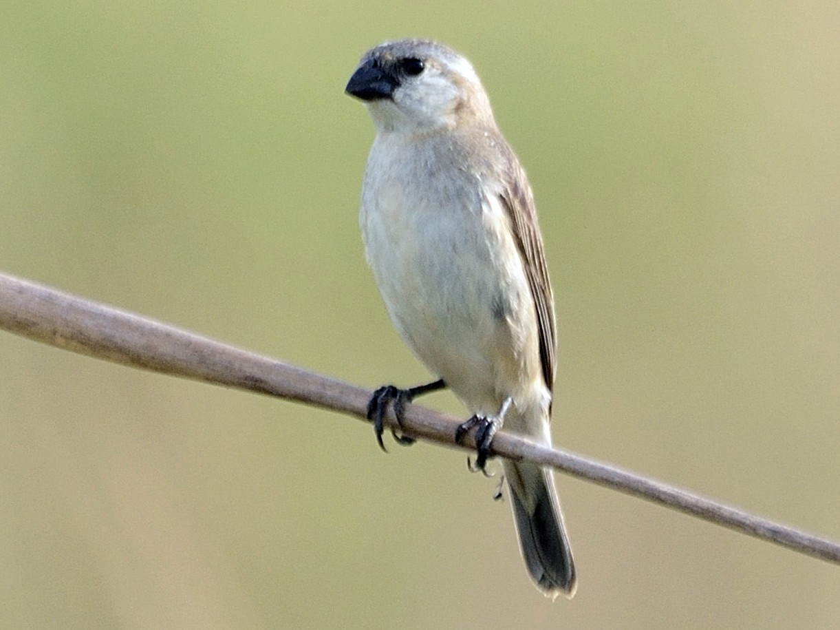 Pearly-bellied Seedeater - Christopher Rex Prevett