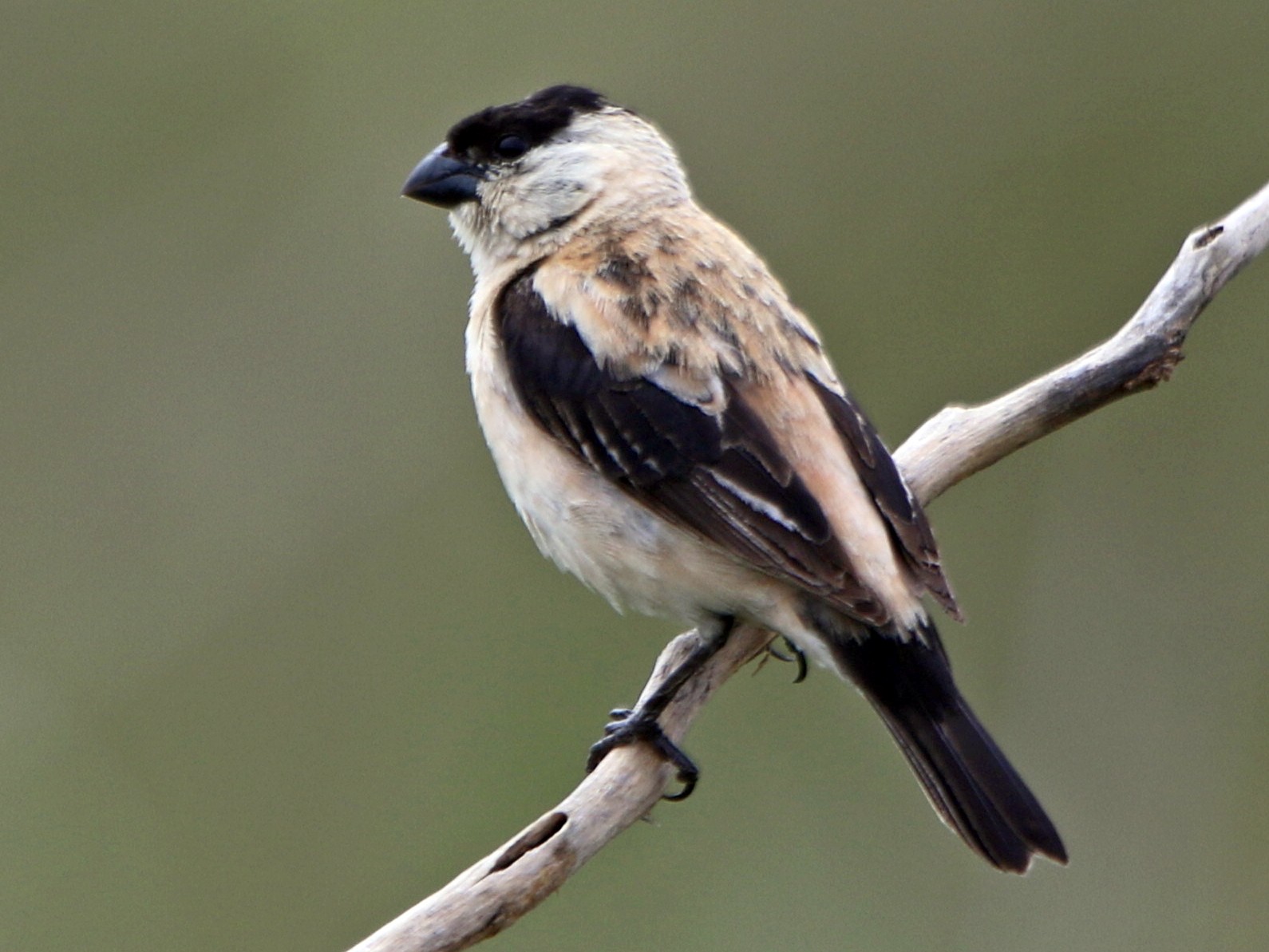 Pearly-bellied Seedeater - Ian Thompson