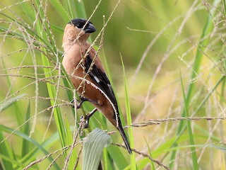 นกเพศผู้ชุดขนฤดูผสมพันธุ์ - Nárgila Moura - ML83218021