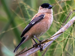  - Copper Seedeater