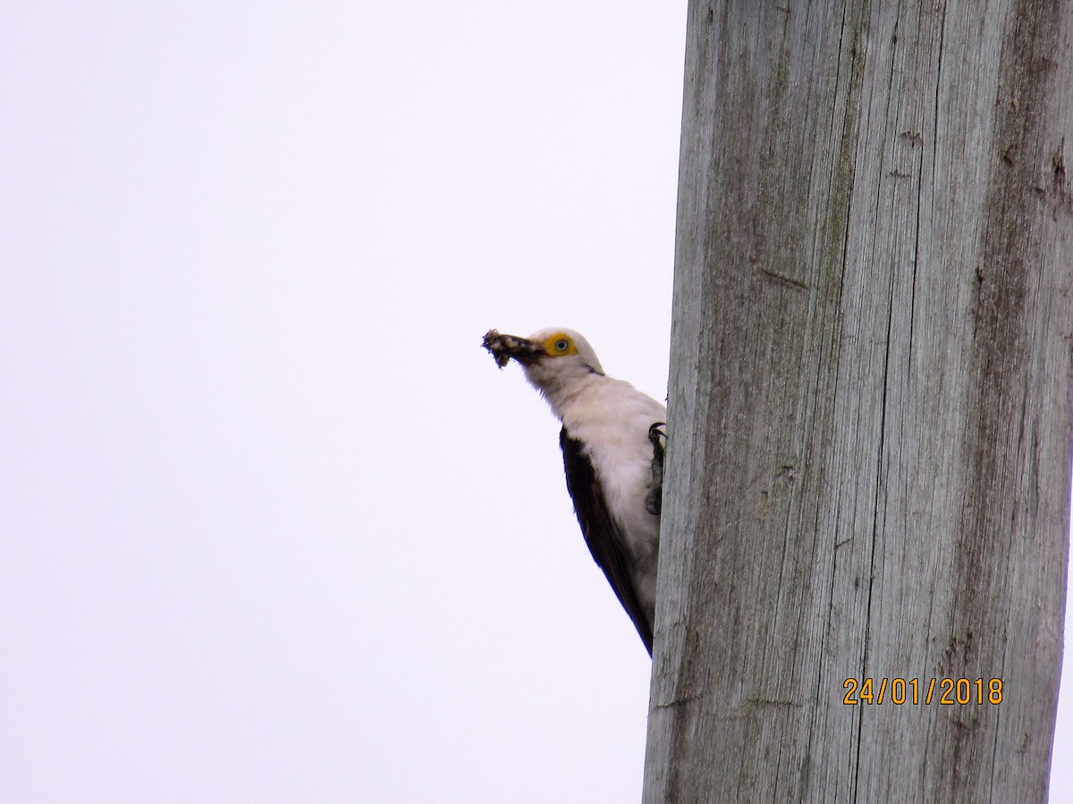 White Woodpecker - ML83218711