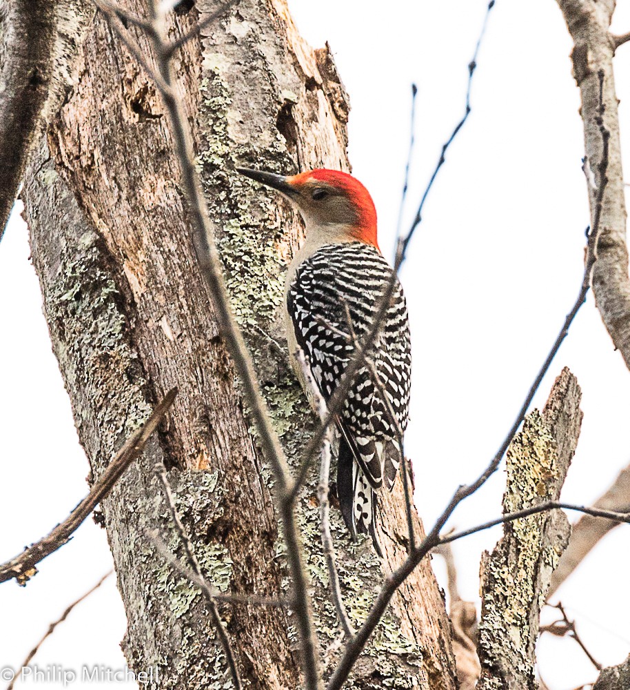 Red-bellied Woodpecker - Philip Mitchell