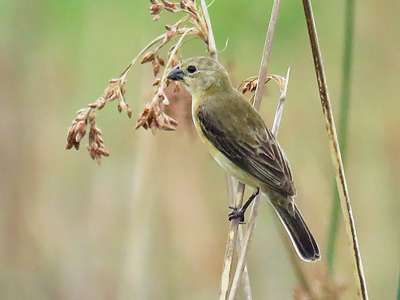 White-bellied Seedeater - Adrian Antunez