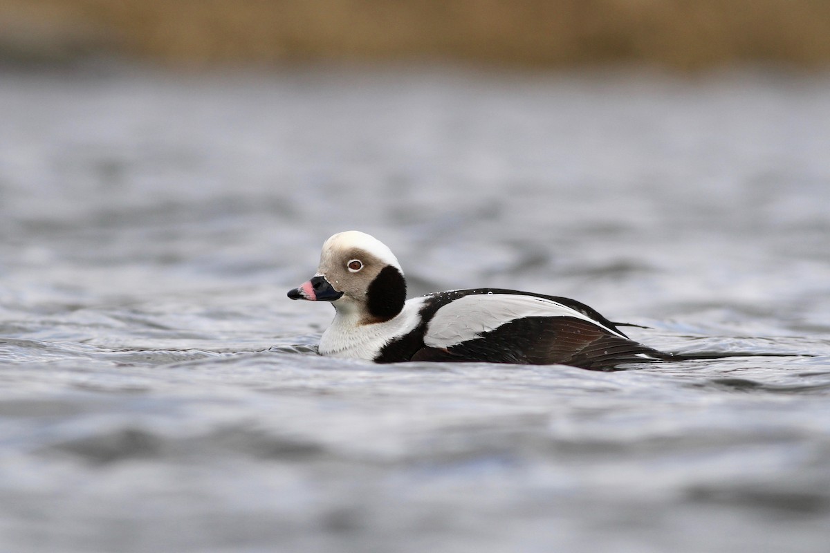Long-tailed Duck - ML83220591