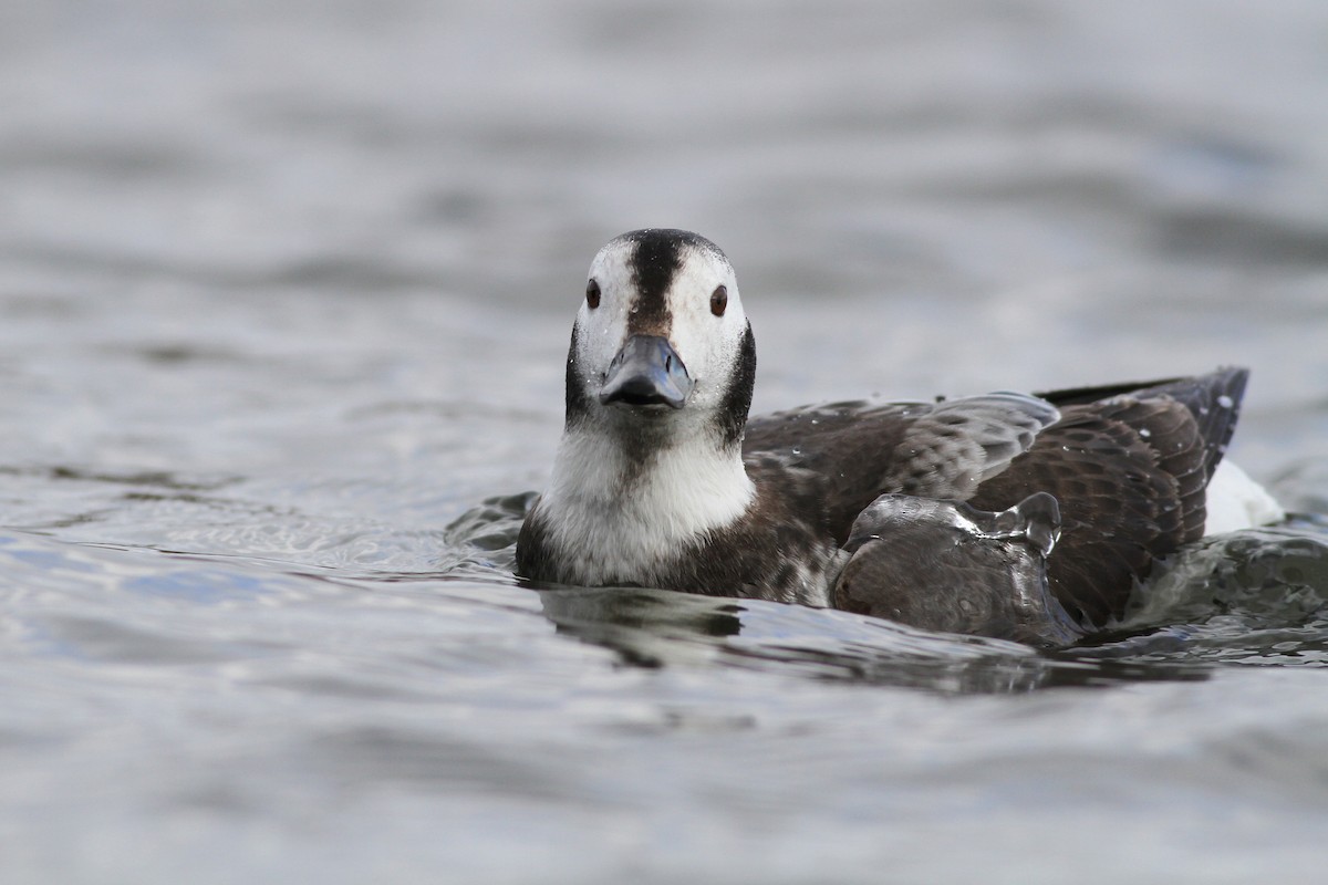 Long-tailed Duck - ML83221161