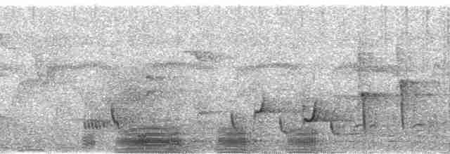 Common Hippopotamus - ML83222