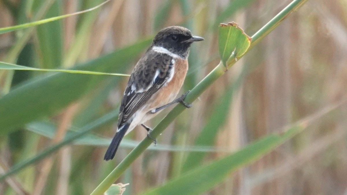 African Stonechat - ML83222481
