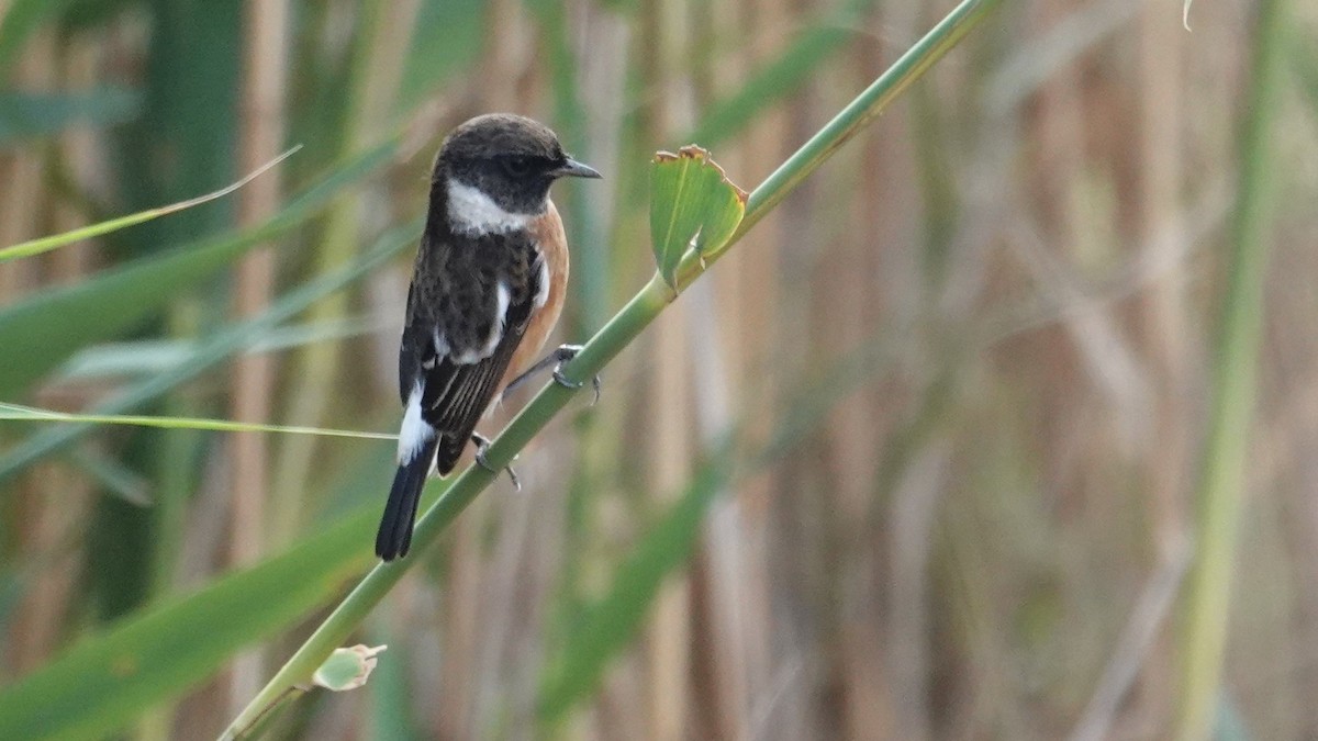 African Stonechat - ML83222501