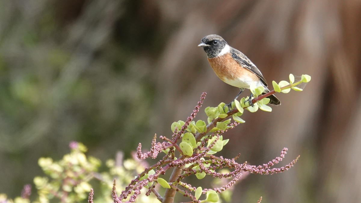 African Stonechat - ML83222551