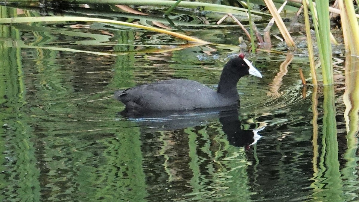 Red-knobbed Coot - ML83223391
