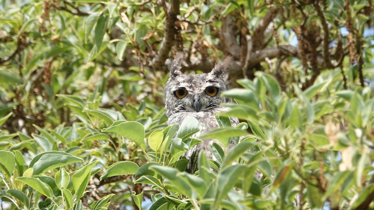 Spotted Eagle-Owl - ML83223531