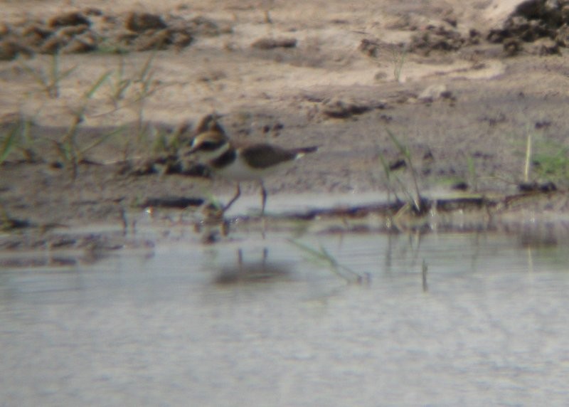 Common Ringed Plover - ML83223761
