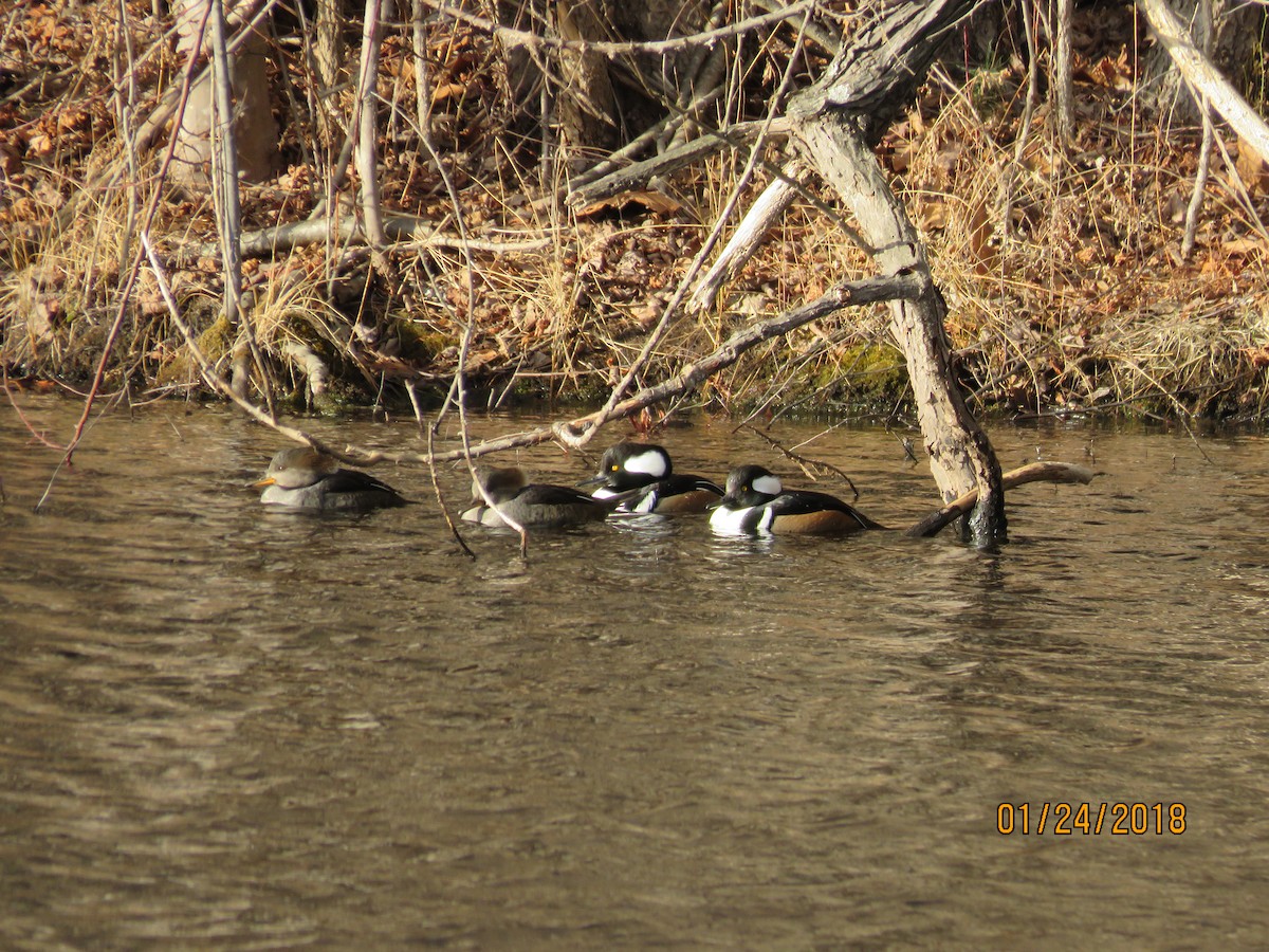 Hooded Merganser - Sue and Alan Young