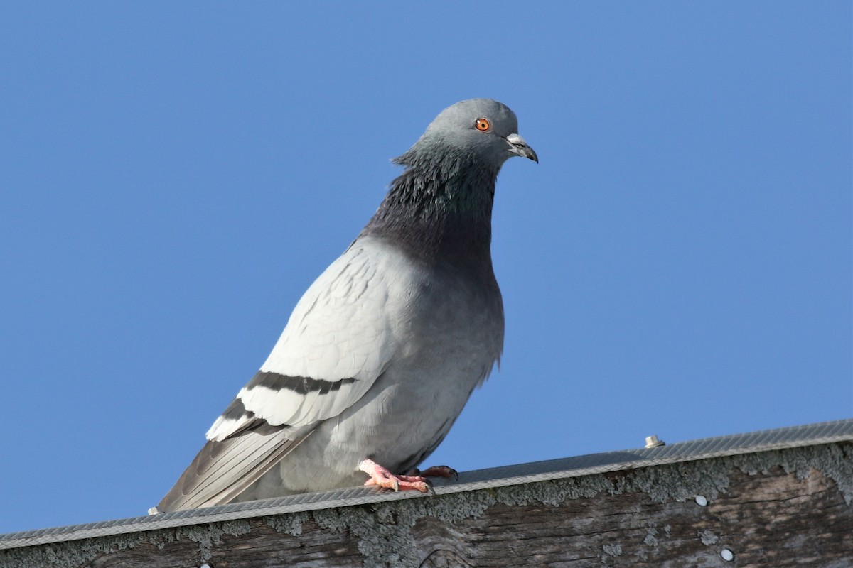 Rock Pigeon (Feral Pigeon) - ML83228871