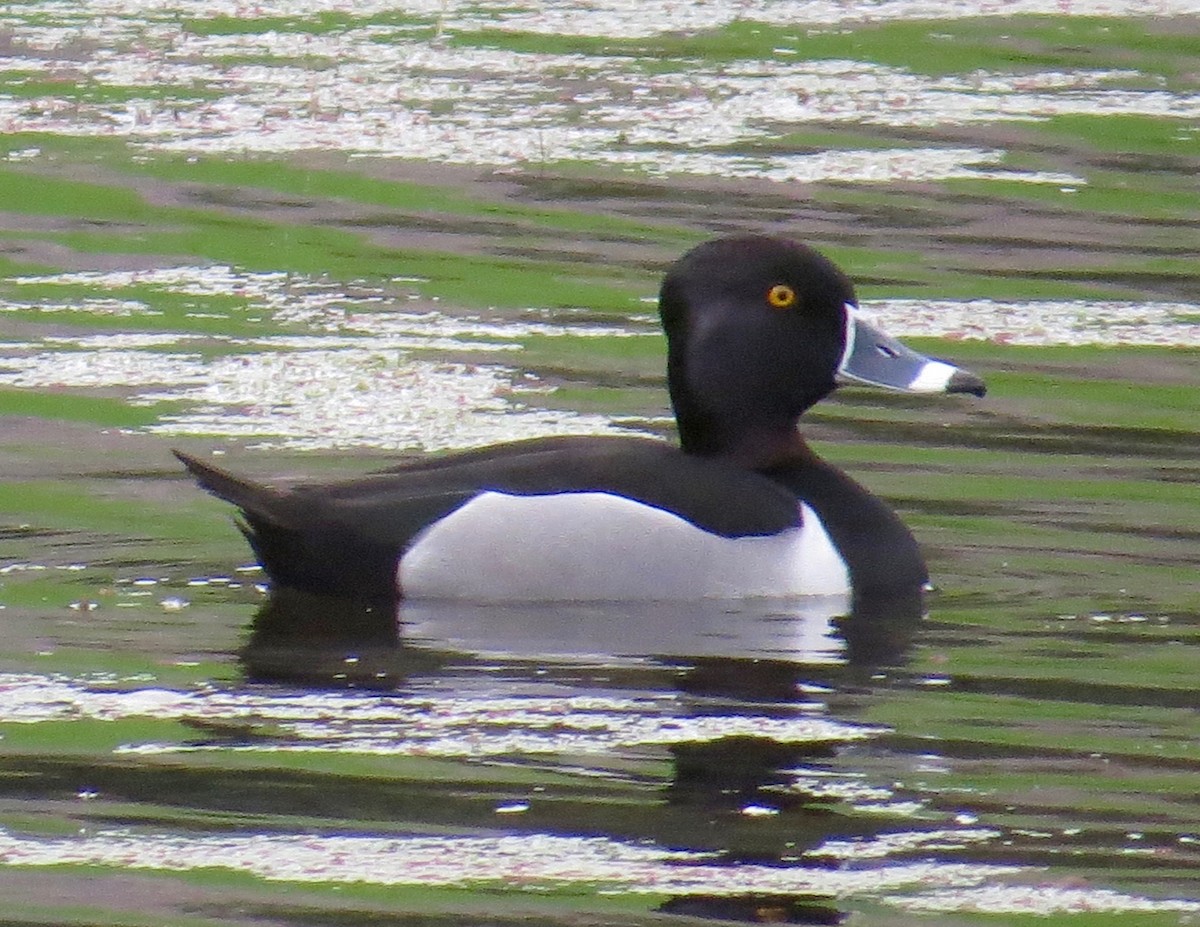 Ring-necked Duck - Don Glasco