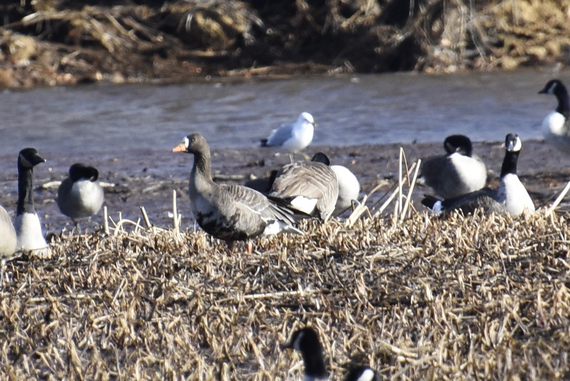 Greater White-fronted Goose - ML83229561