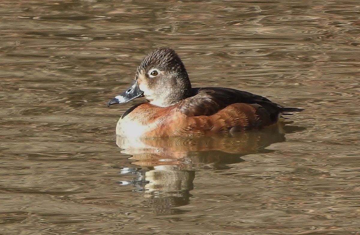 Ring-necked Duck - Shirley Stafford