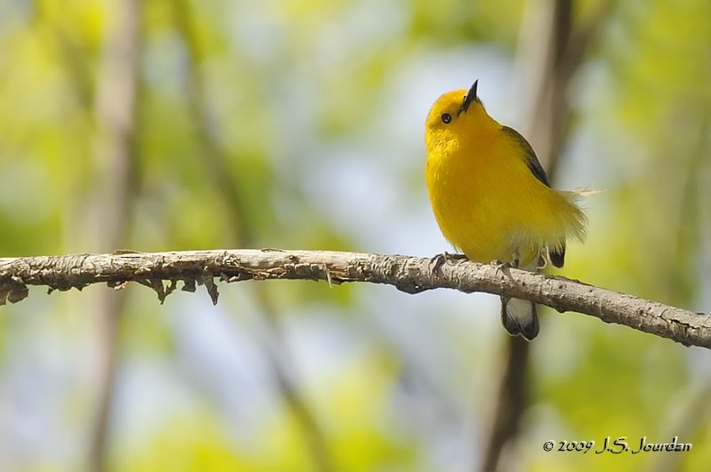 Prothonotary Warbler - ML83237631