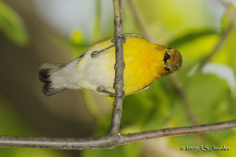 Prothonotary Warbler - Jerome Jourdan