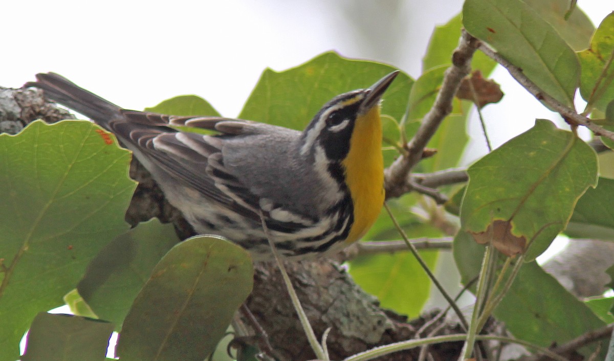 Yellow-throated Warbler - Gilles Ethier