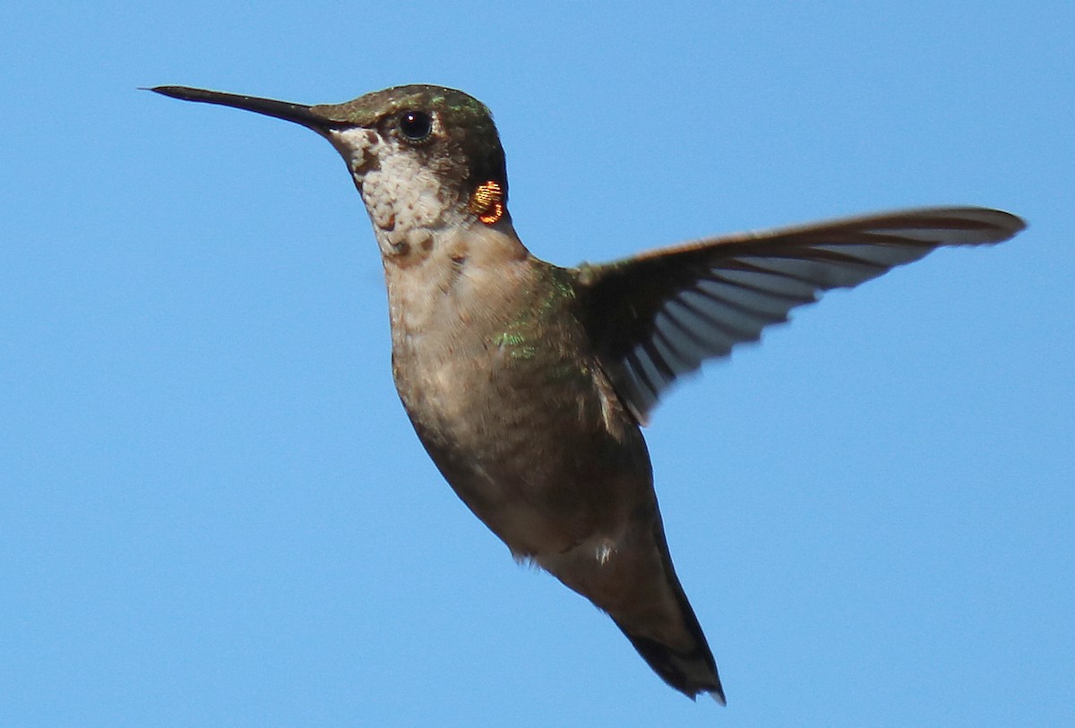 Ruby-throated Hummingbird - ML83242041
