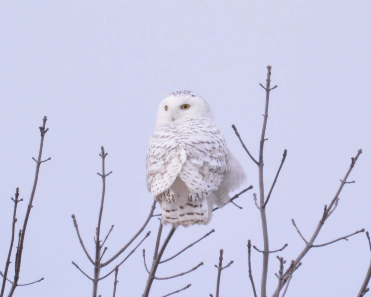 Snowy Owl - David Kennedy