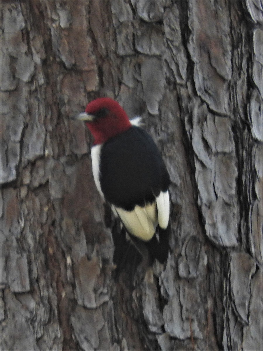 Red-headed Woodpecker - ML83244141