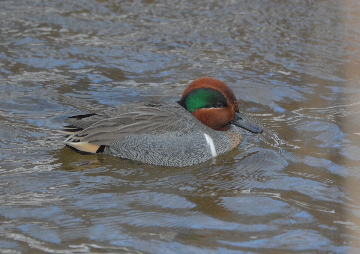 Green-winged Teal - ML83246321