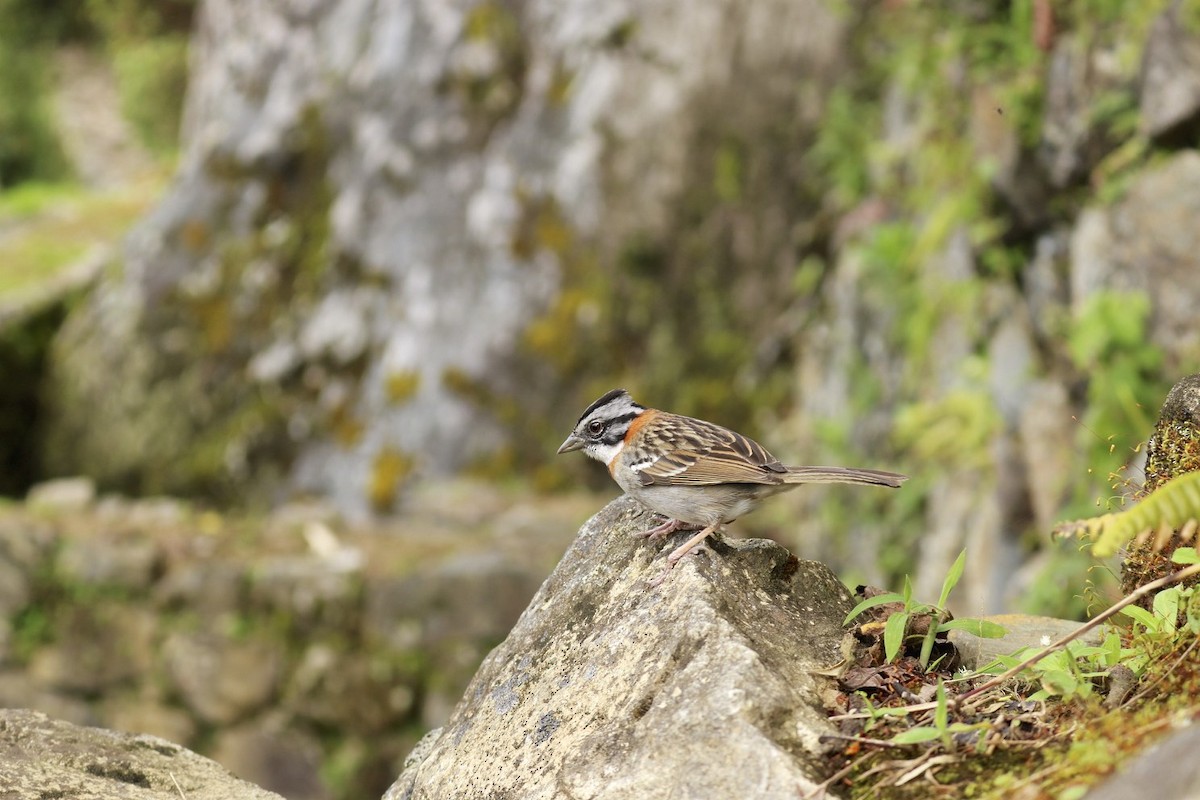 Rufous-collared Sparrow - Heidi Regier
