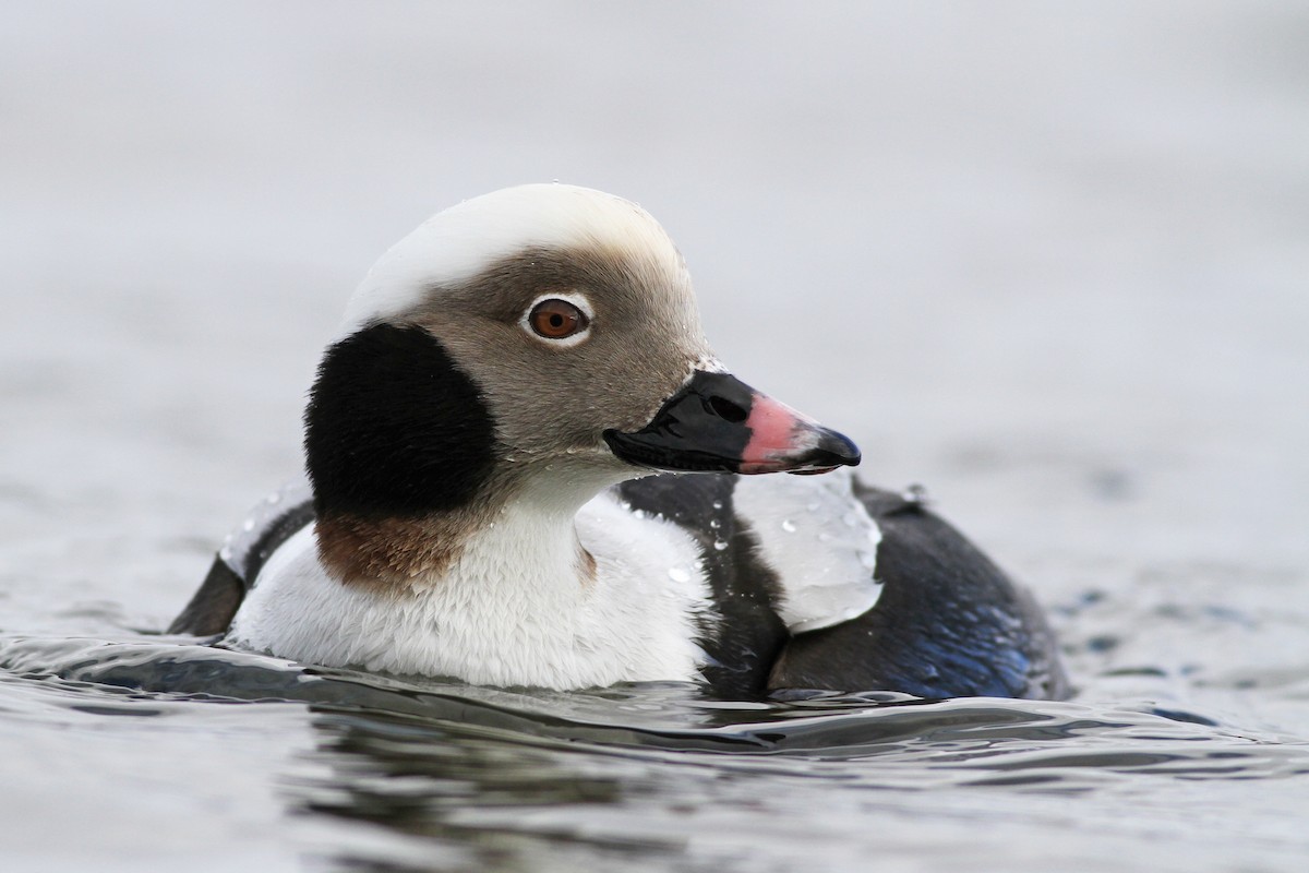 Long-tailed Duck - ML83248731
