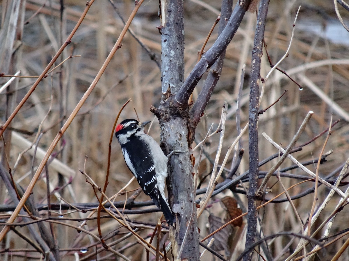 Downy Woodpecker - ML83249191