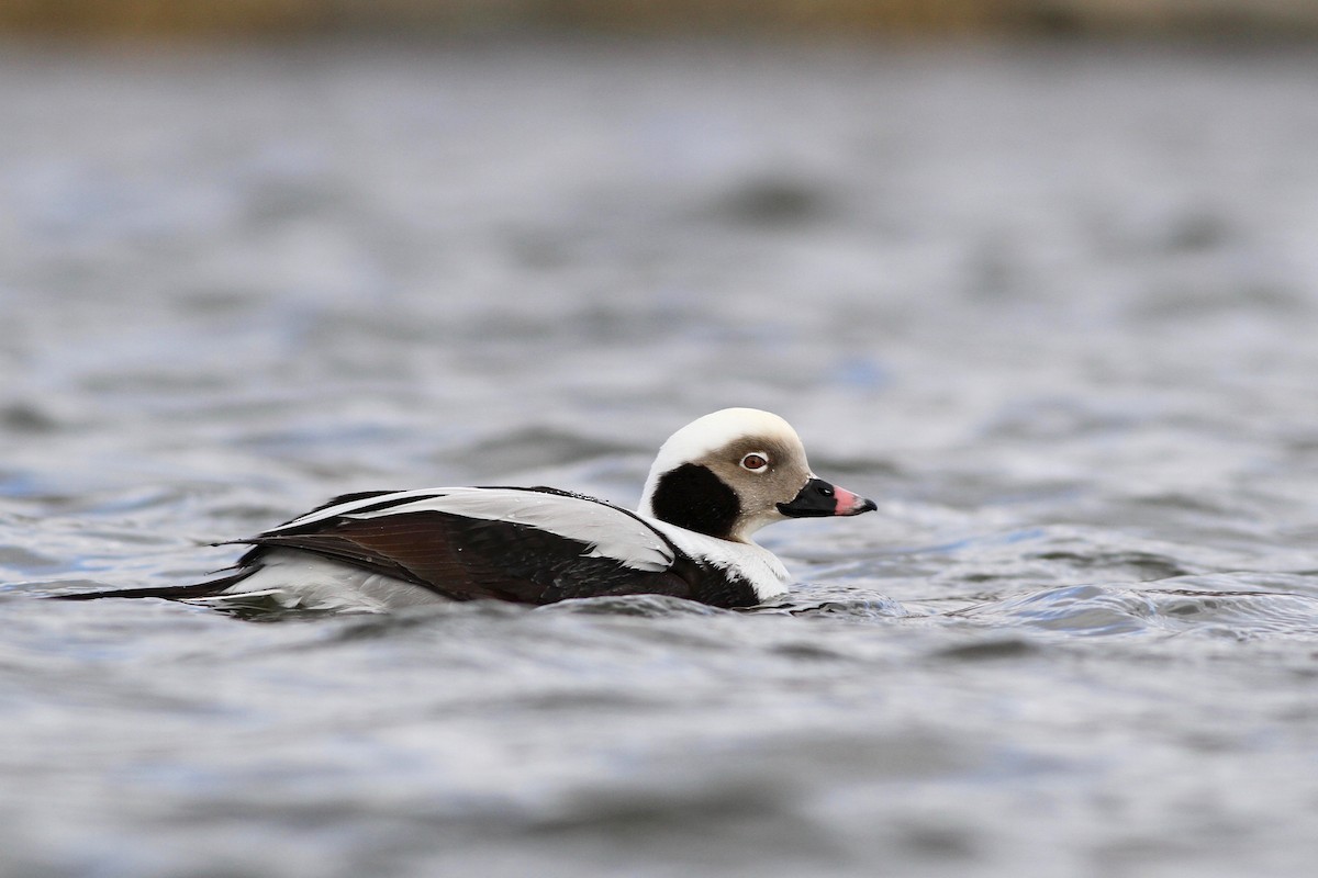 Long-tailed Duck - ML83249481