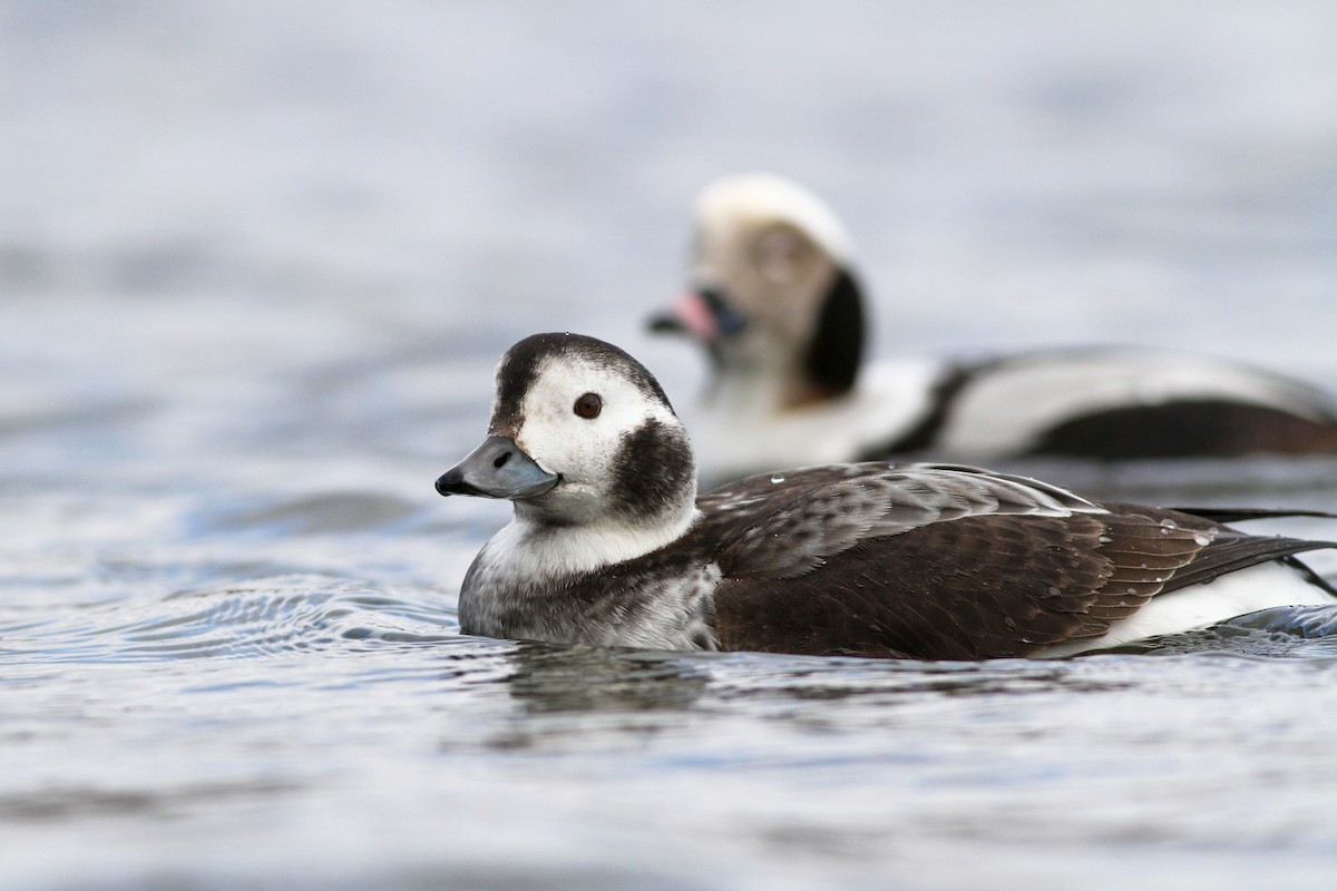 Long-tailed Duck - ML83250011