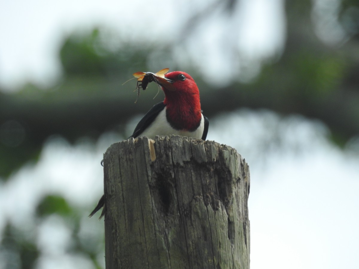 Red-headed Woodpecker - Chayse Davis