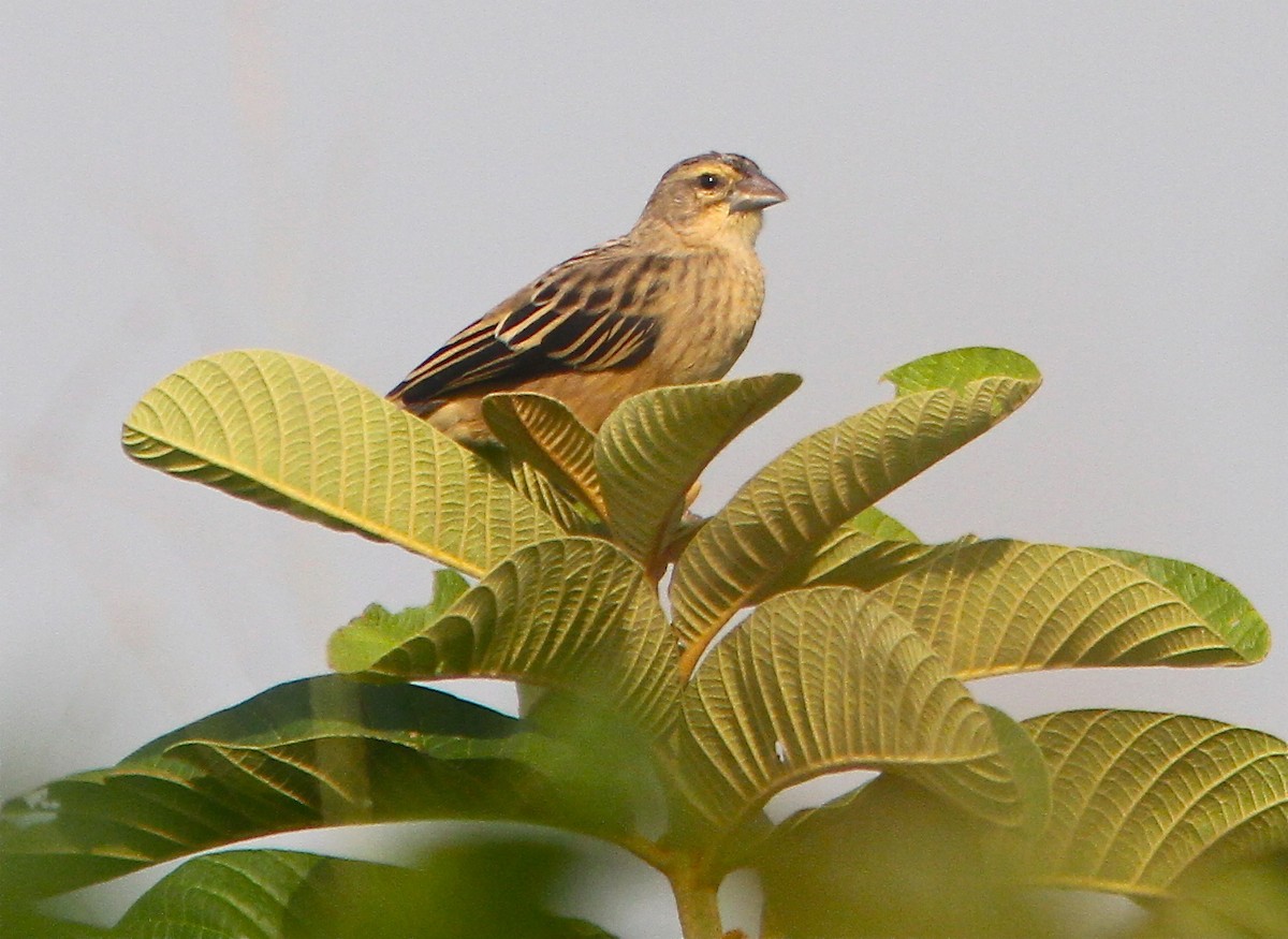 Yellow-mantled Widowbird - Don Roberson
