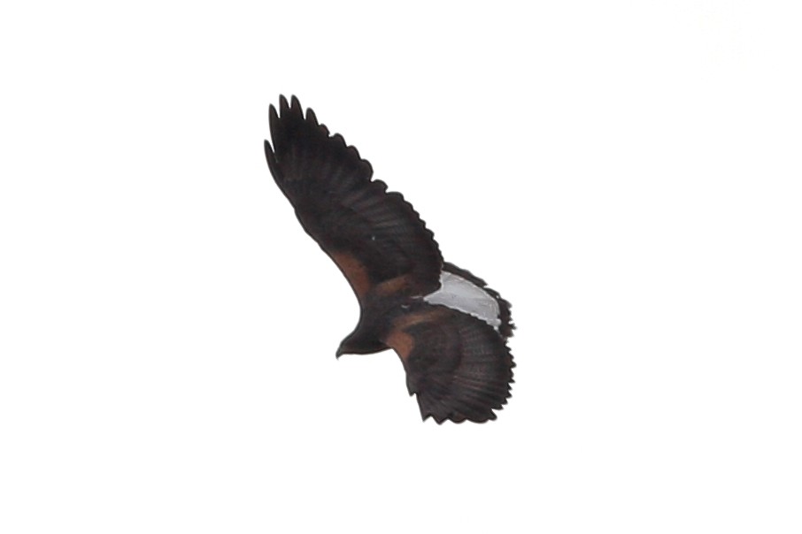 White-tailed Hawk - ML83253181