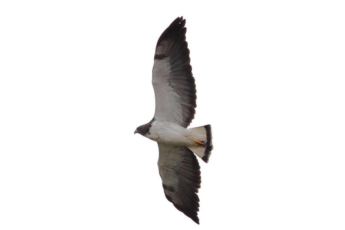 White-tailed Hawk - Manfred Bienert