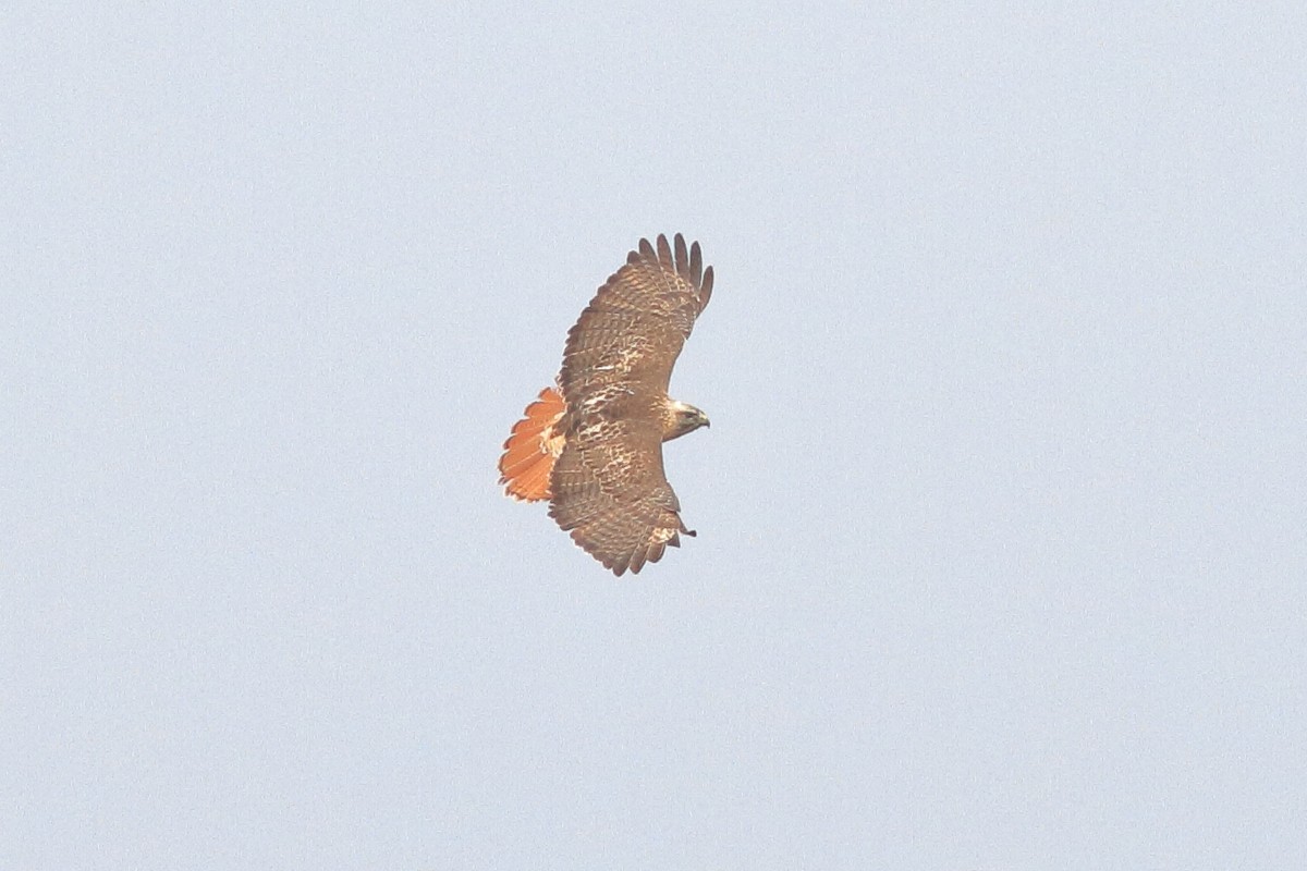 Red-tailed Hawk - Manfred Bienert